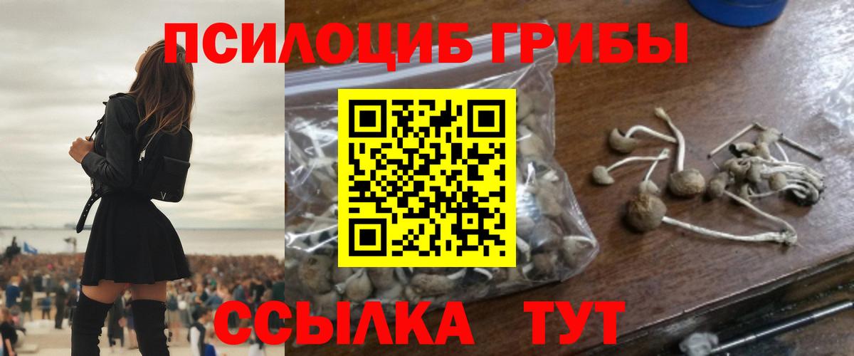 Гусиноозёрск  Псилоцибиновые грибы прущие грибы  Вход с VPN 